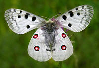 Parnassius apollo - Learn Butterflies